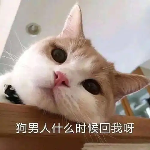 沙雕表情你在教我做事