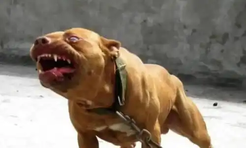 将10只凶猛的比特犬,和一只野生东北虎关在一起,结局会如何
