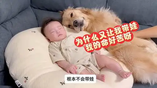 主人让狗狗帮忙带娃,没想到竟然把狗狗累惨了看一遍笑一遍
