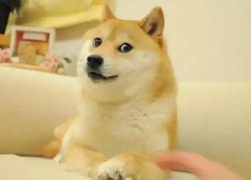 肌肉柴犬与cheems表情包
