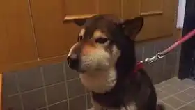 手机人像库存
