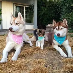 一只自以为是狗的猫,太萌了
