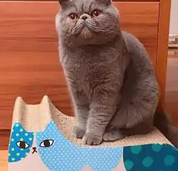 养了只英短小猫,一年的海吃海喝,留下了满脸的肥肉和褶子