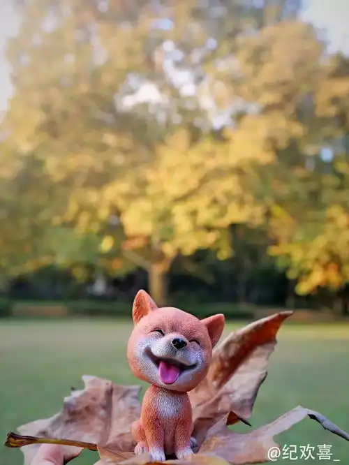 摄影携萌犬祝华东政法大学生日快乐
